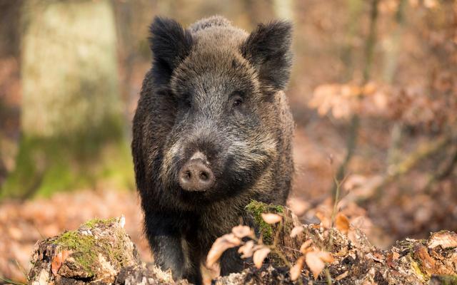 Teaser Afrikanische Schweinepest (ASP)